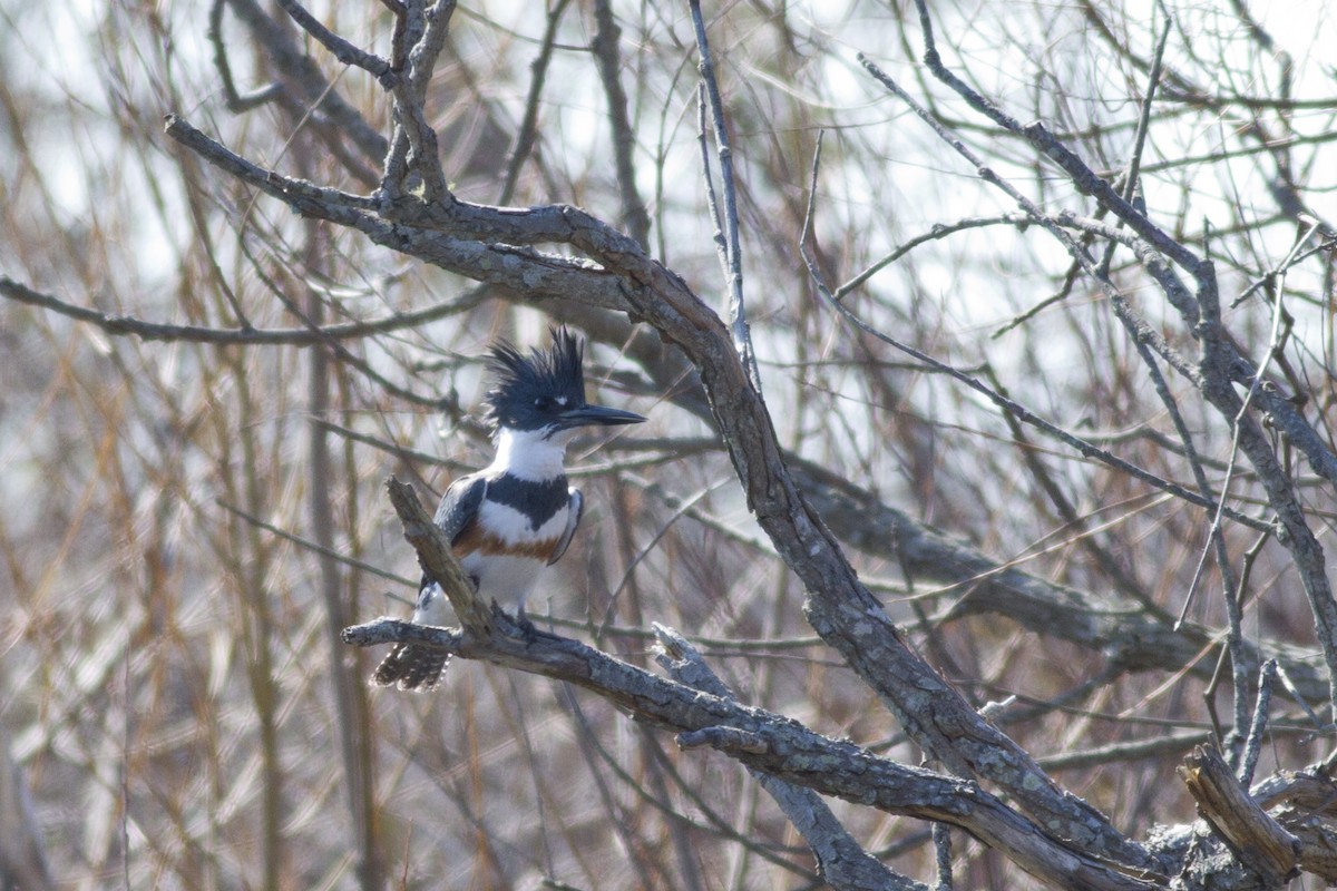 Belted Kingfisher - ML63235901