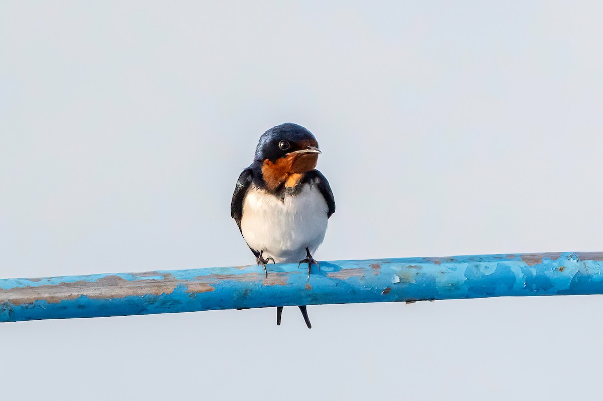 Red-chested Swallow - ML632359126