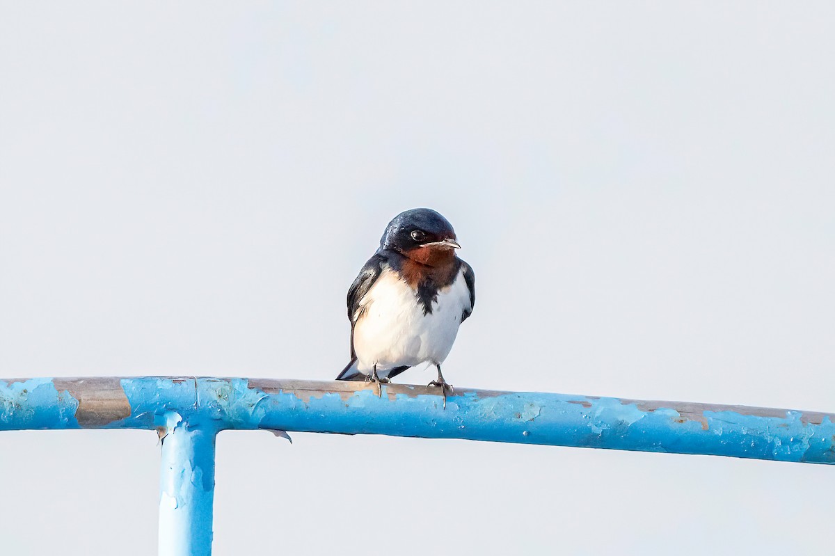 Red-chested Swallow - ML632359127