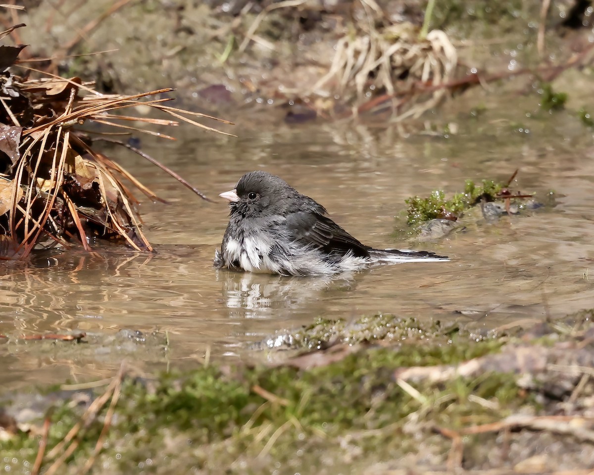 Winterammer (hyemalis/carolinensis) - ML632359201