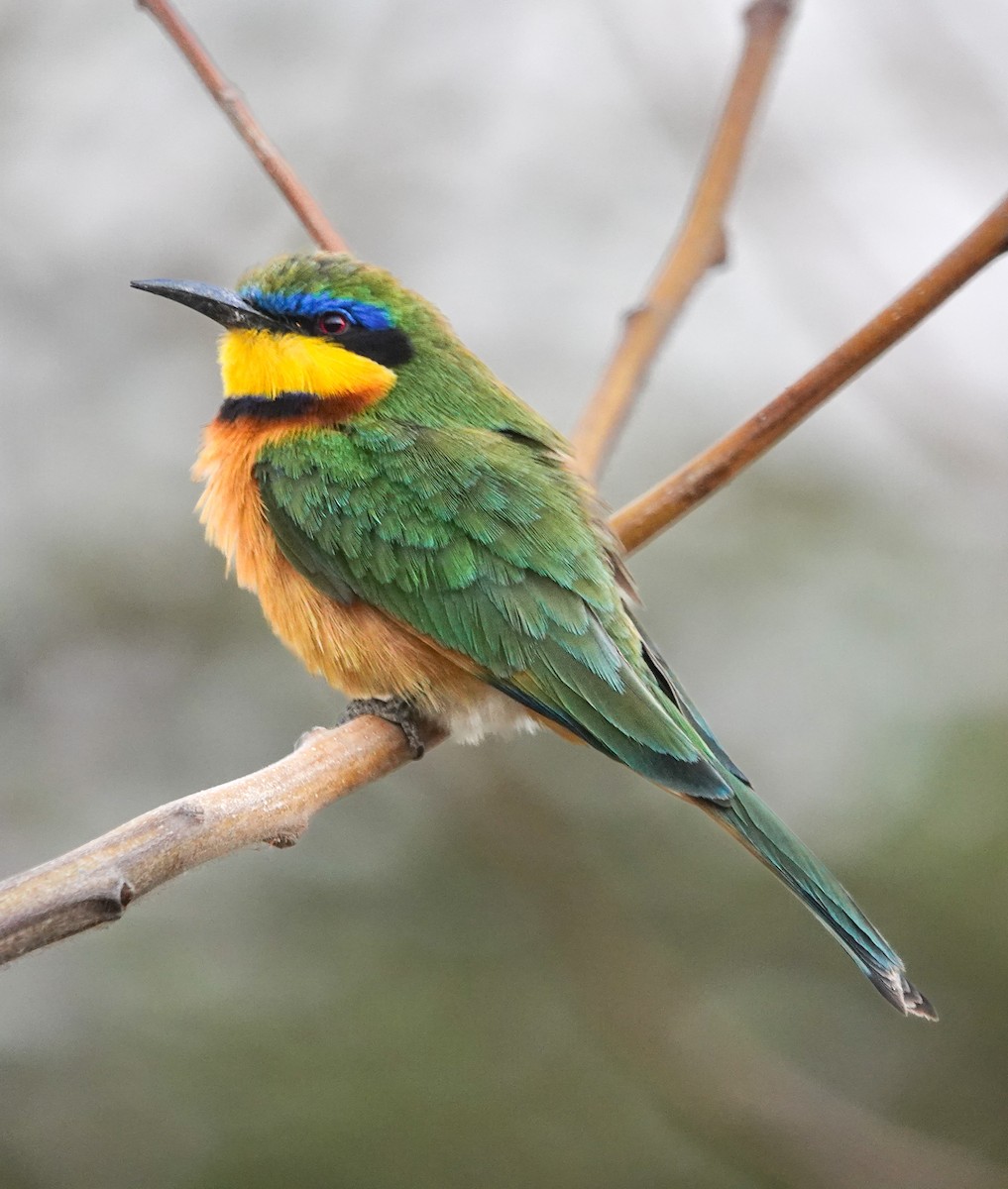 Ethiopian Bee-eater - ML632359222