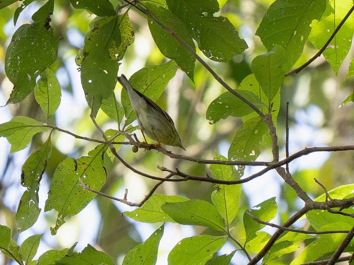 Blackpoll Warbler - ML632359283