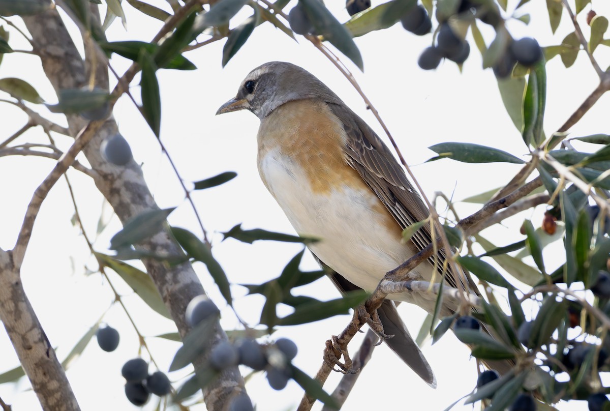 Eyebrowed Thrush - ML632359543