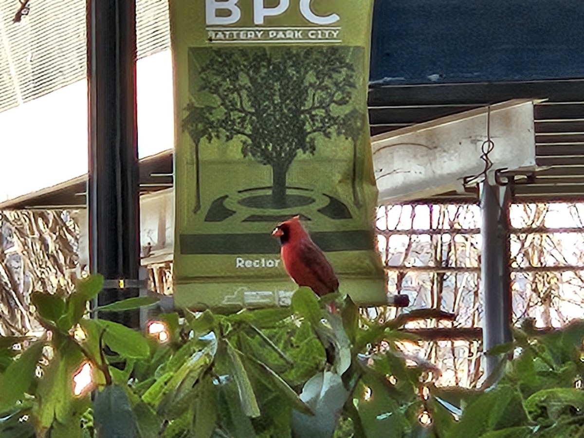 Northern Cardinal - ML632359599