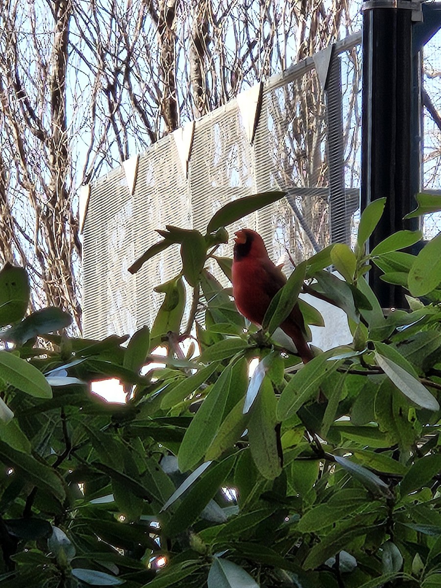 Northern Cardinal - ML632359601