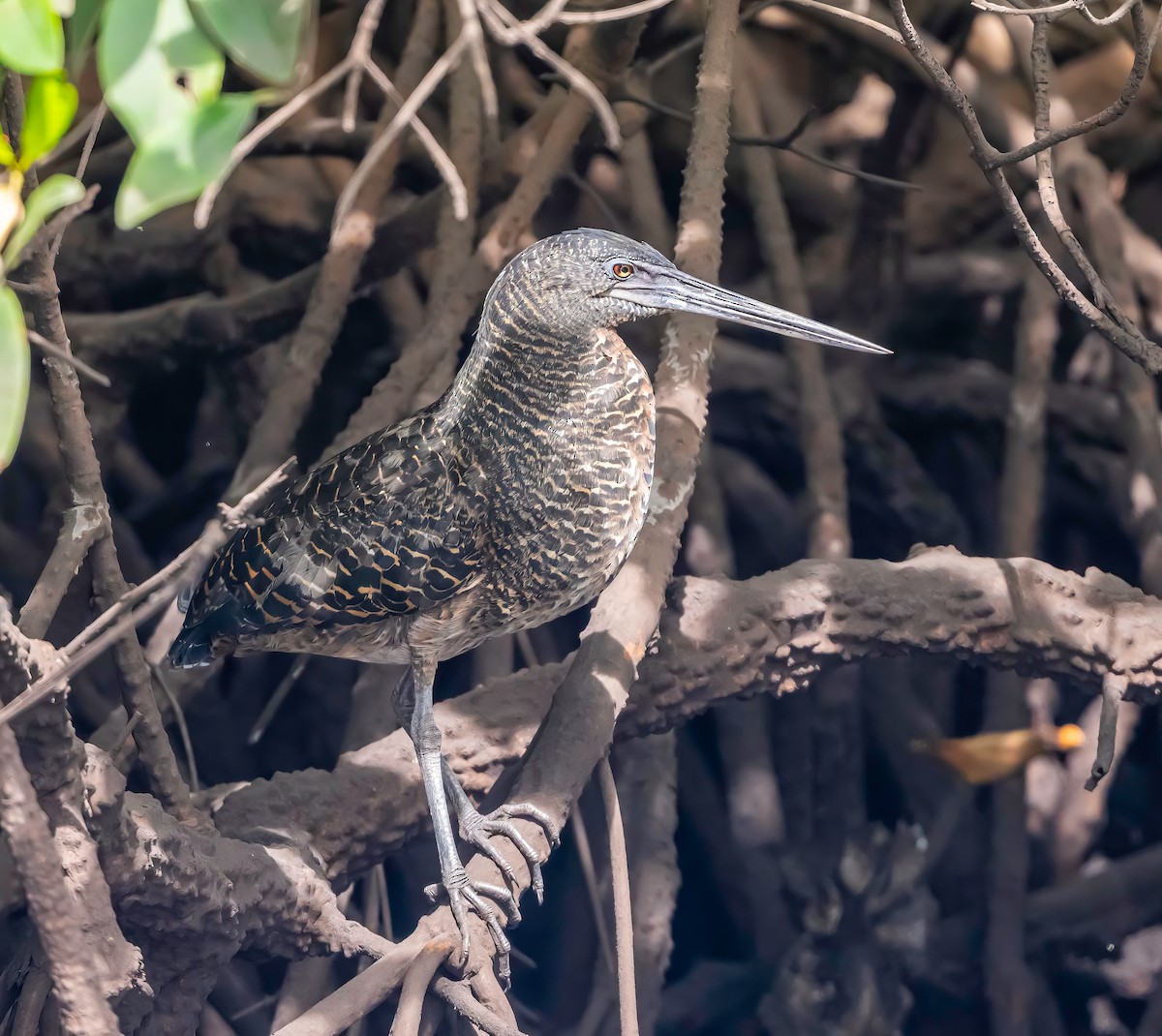 White-crested Tiger-Heron - ML632359618