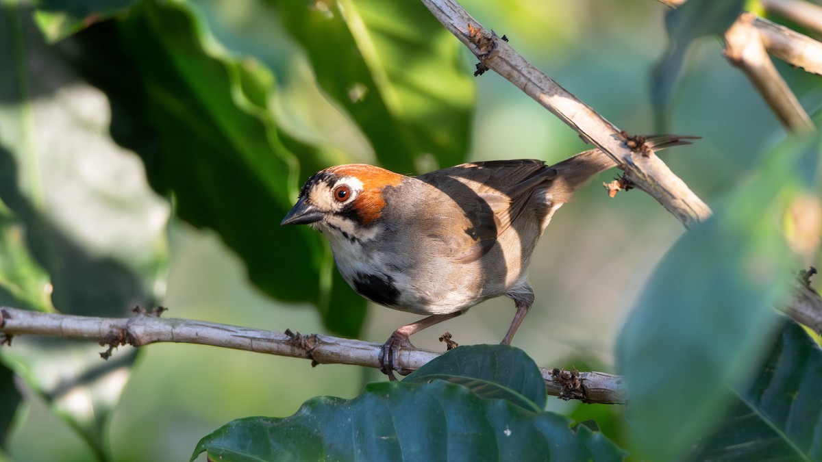 Cabanis's Ground-Sparrow - ML632359651