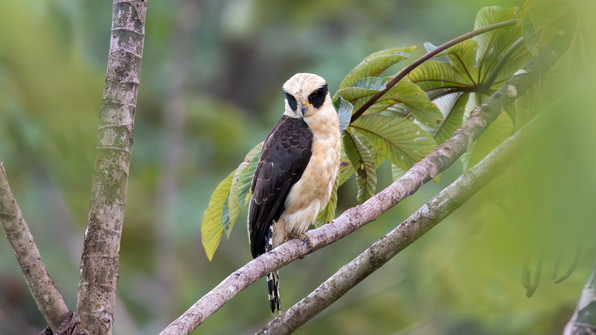 sokolec volavý - ML632359743