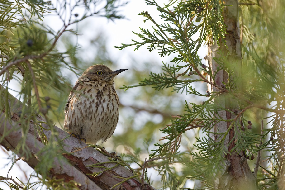 Sage Thrasher - ML632359755