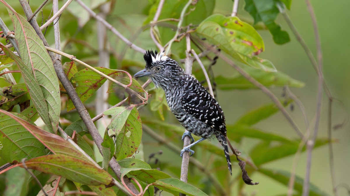 Barred Antshrike - ML632359756