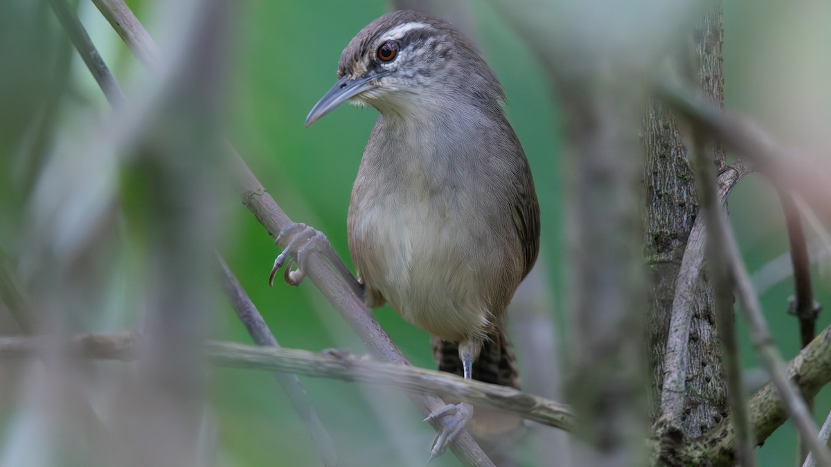 střízlík třtinový - ML632359784