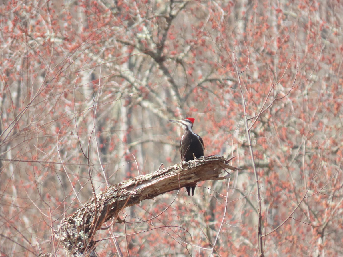 Pileated Woodpecker - ML632359907