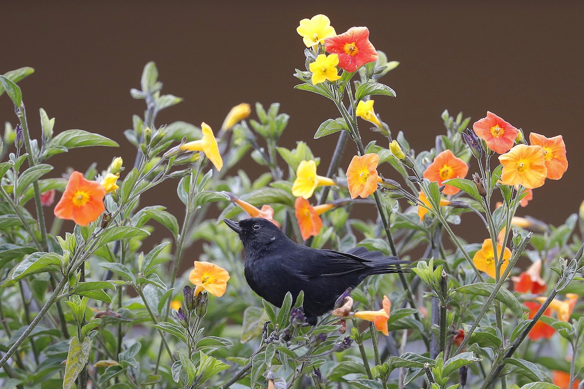 Black Flowerpiercer - ML632359973