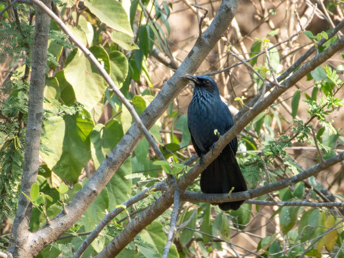 Gray Catbird - ML632360088