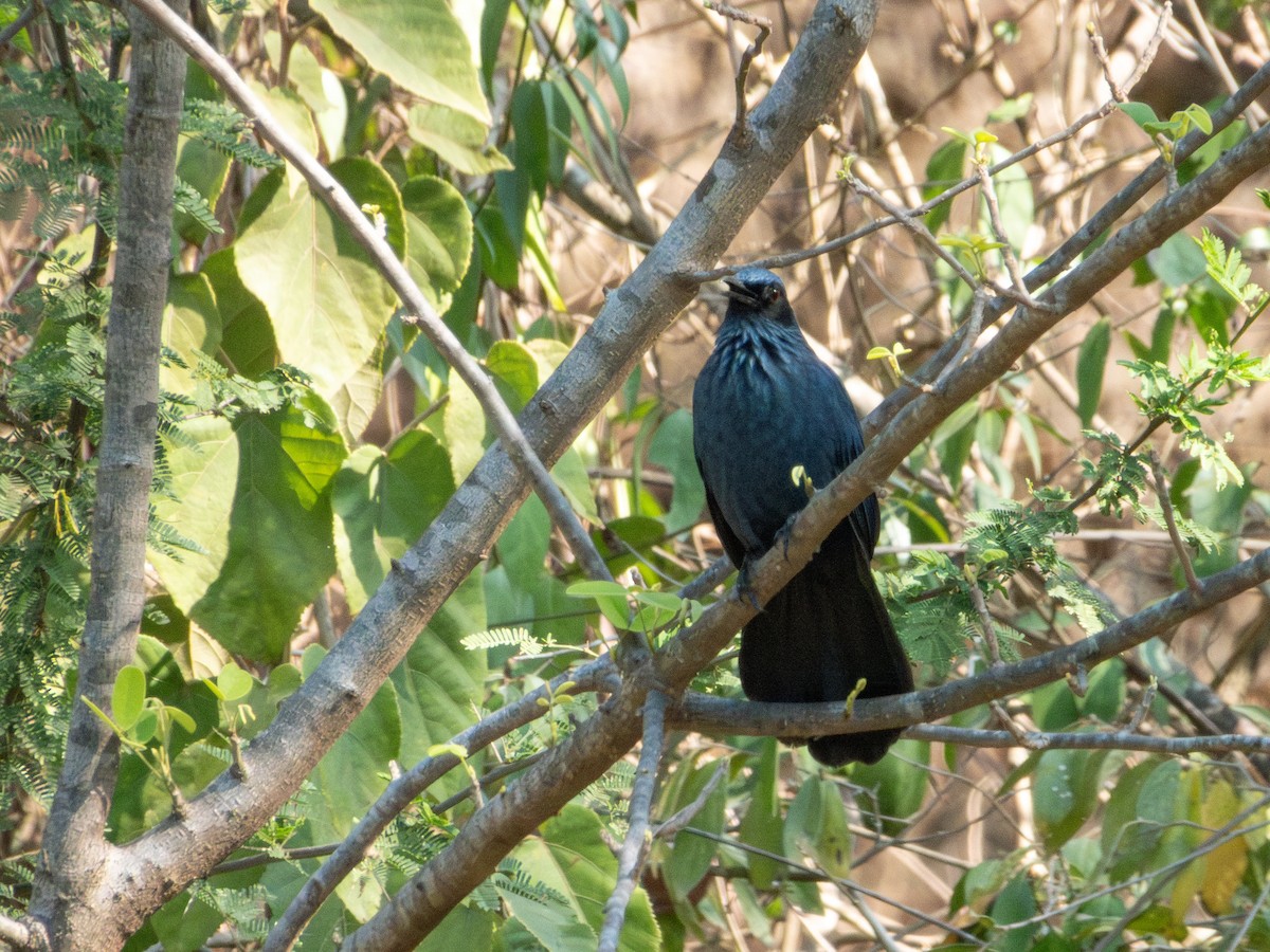 Gray Catbird - ML632360089