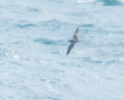 Buller's Shearwater - ML632360097