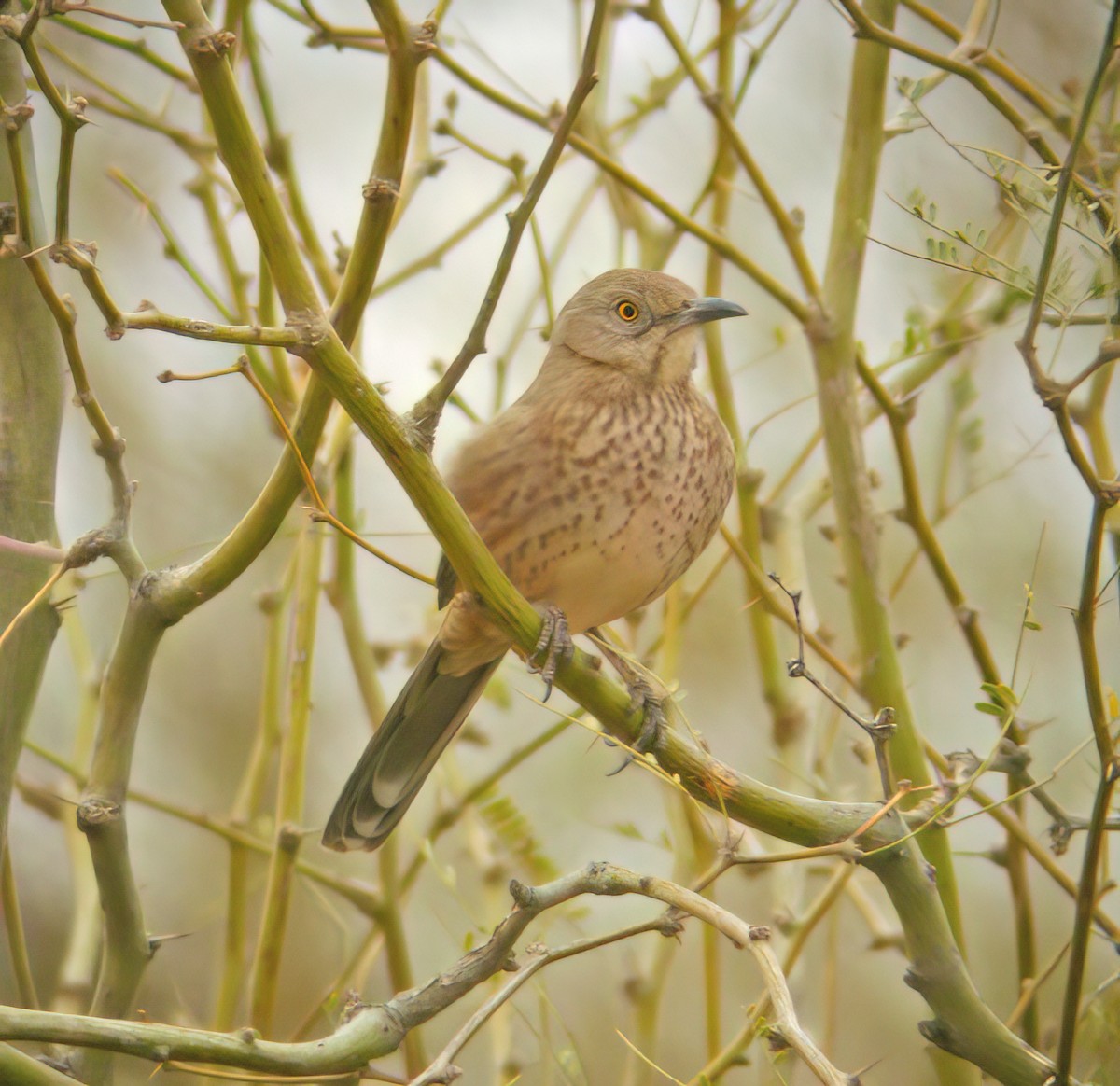 Bendire's Thrasher - ML632360113