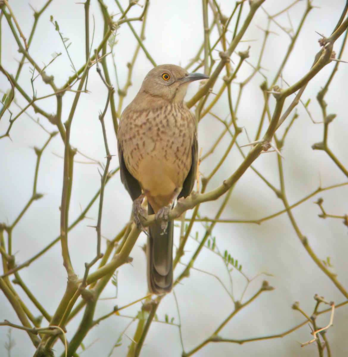 Bendire's Thrasher - ML632360115