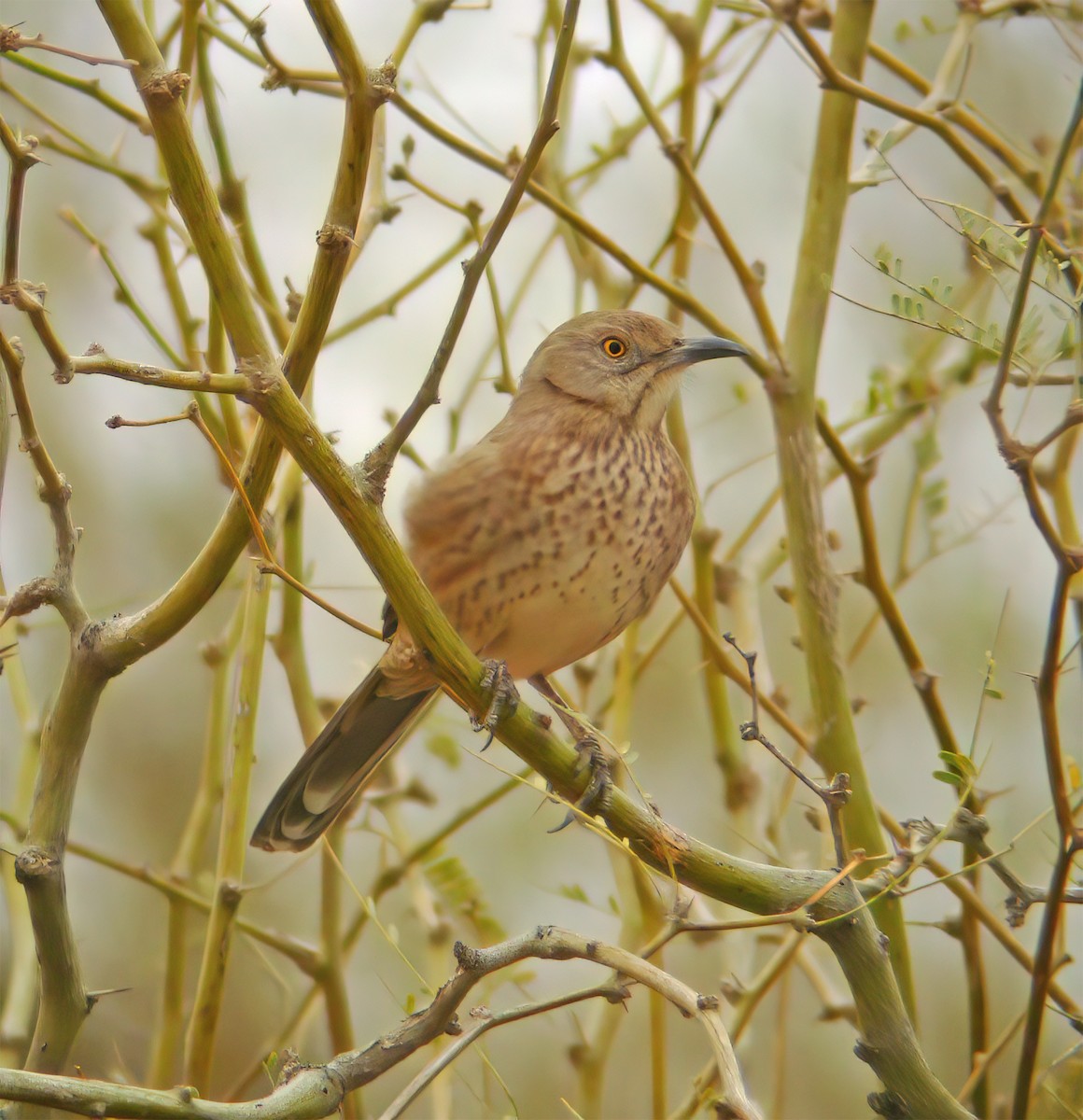 Bendire's Thrasher - ML632360116