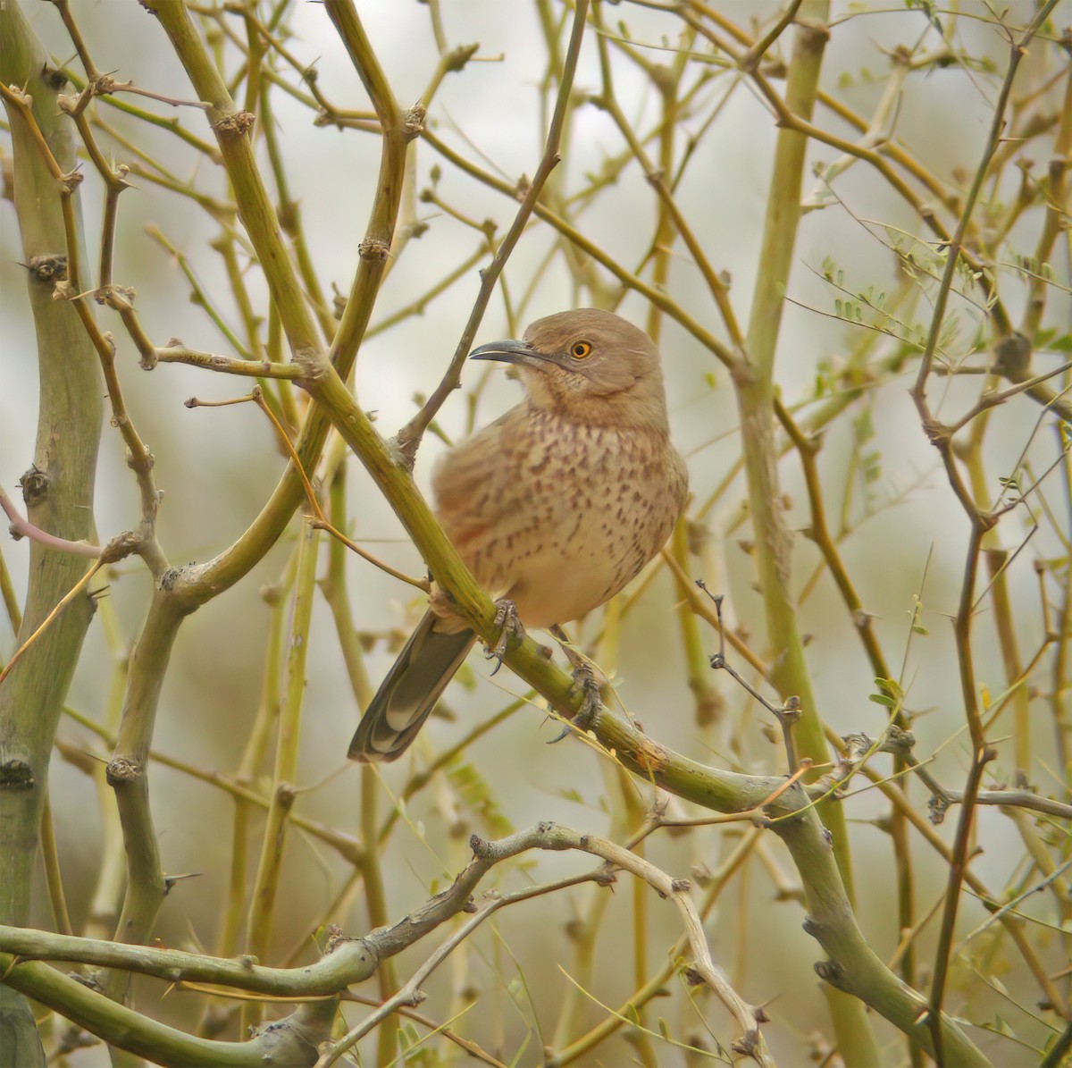 Bendire's Thrasher - ML632360117