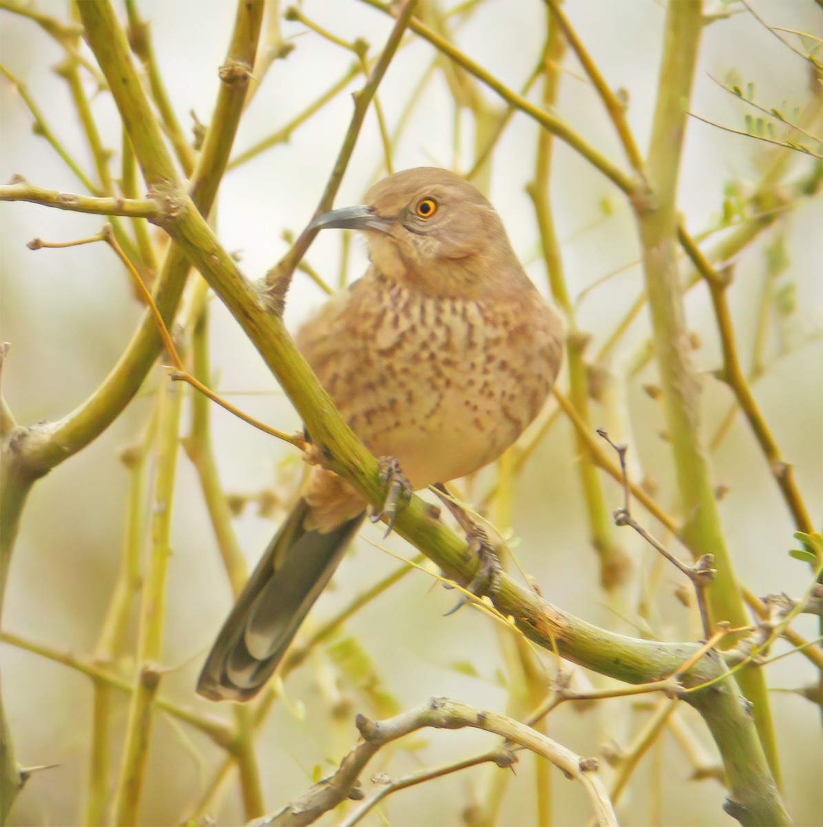 Bendire's Thrasher - ML632360118