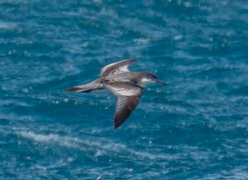 Buller's Shearwater - ML632360135