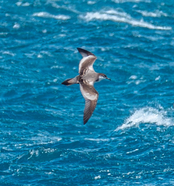 Buller's Shearwater - ML632360137