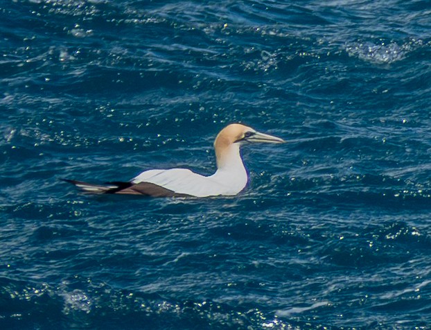 Australasian Gannet - ML632360166