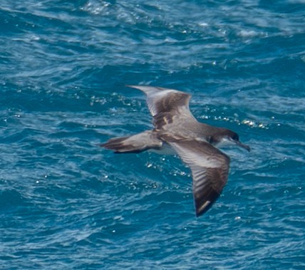 Buller's Shearwater - ML632360178