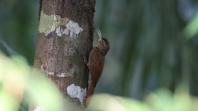 Cocoa Woodcreeper - ML632360275