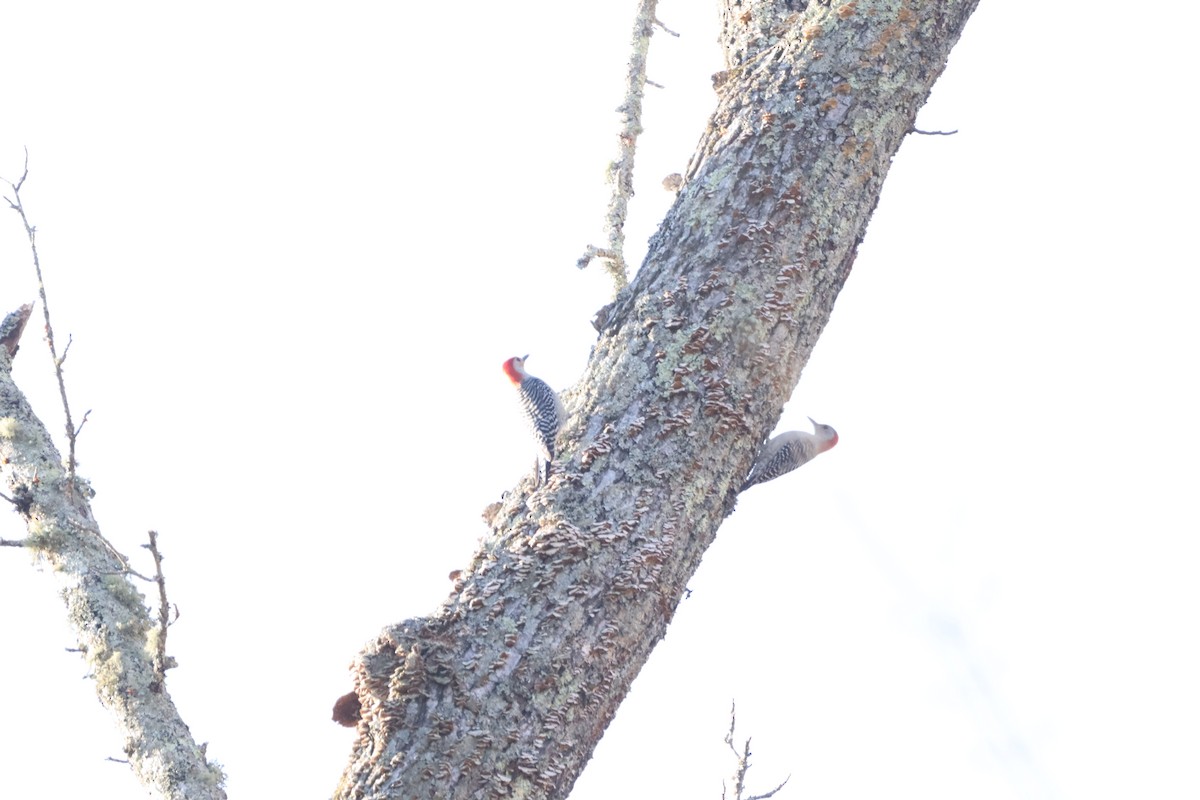 Red-bellied Woodpecker - ML632360471