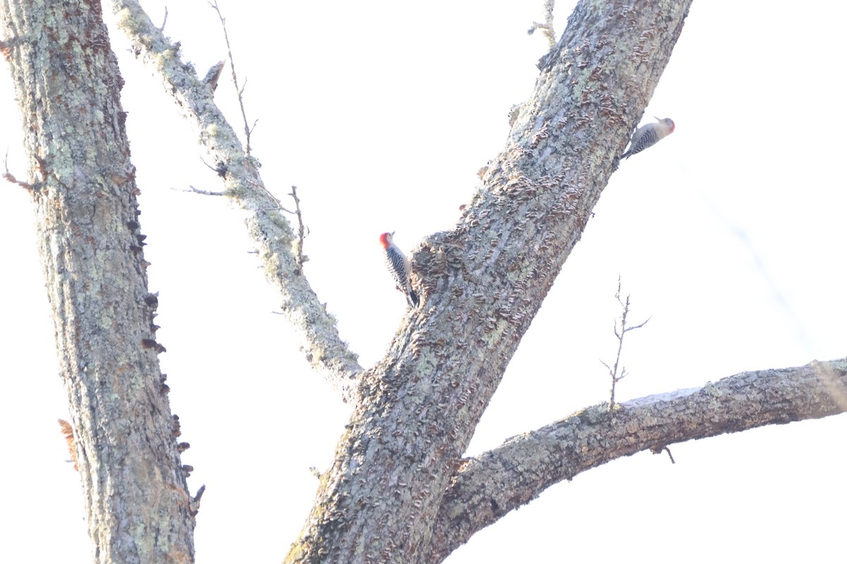 Red-bellied Woodpecker - ML632360472