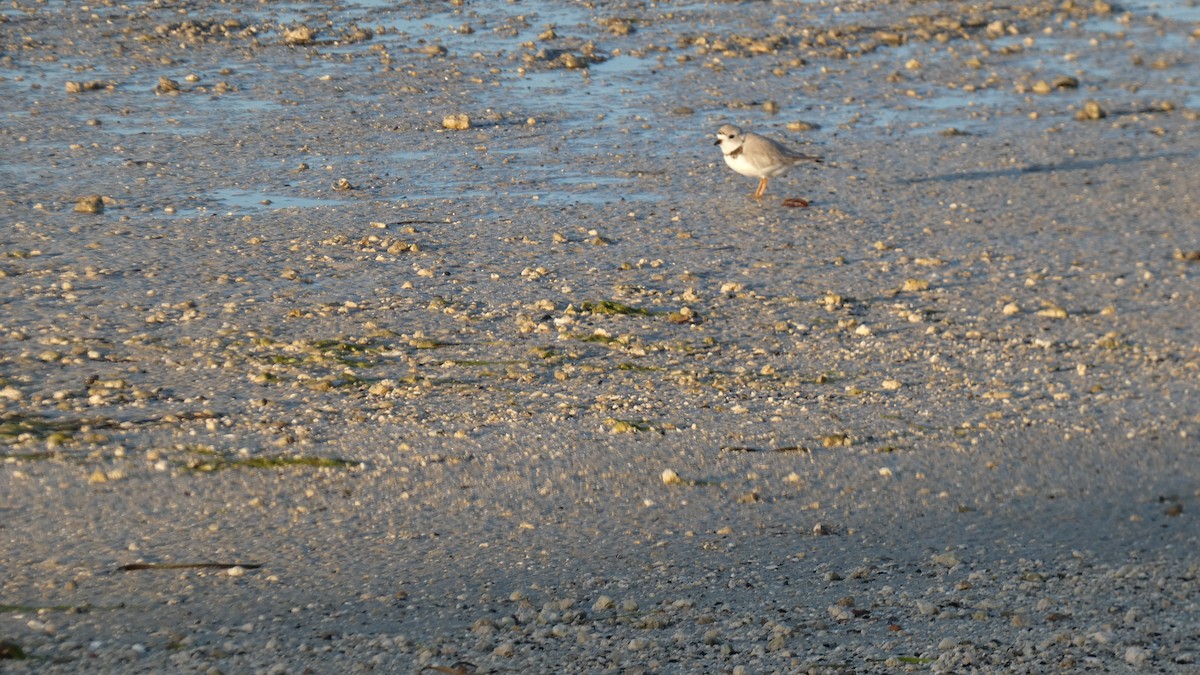 Piping Plover - ML632360688