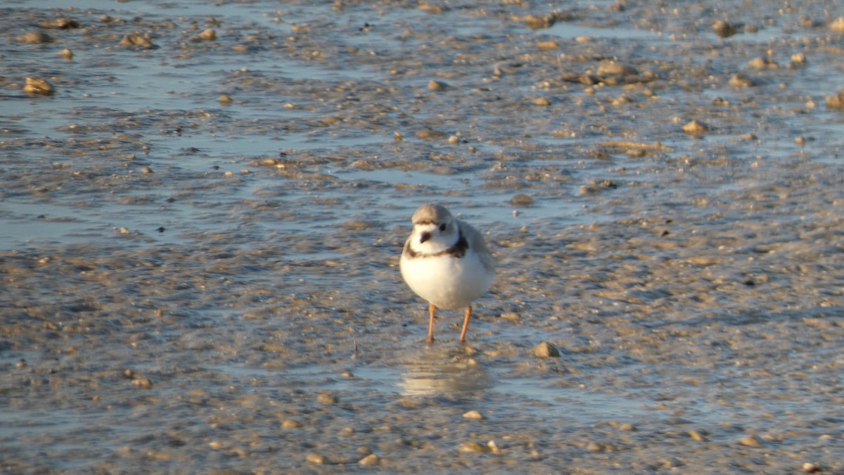 Piping Plover - ML632360689