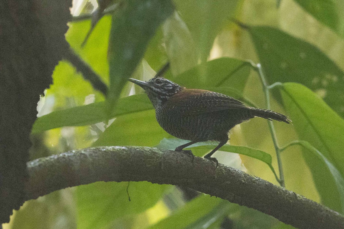 Riverside Wren - ML632360777