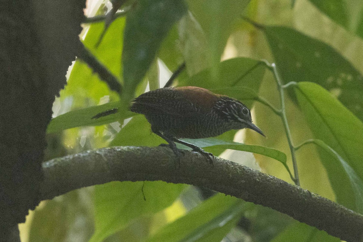 Riverside Wren - ML632360778