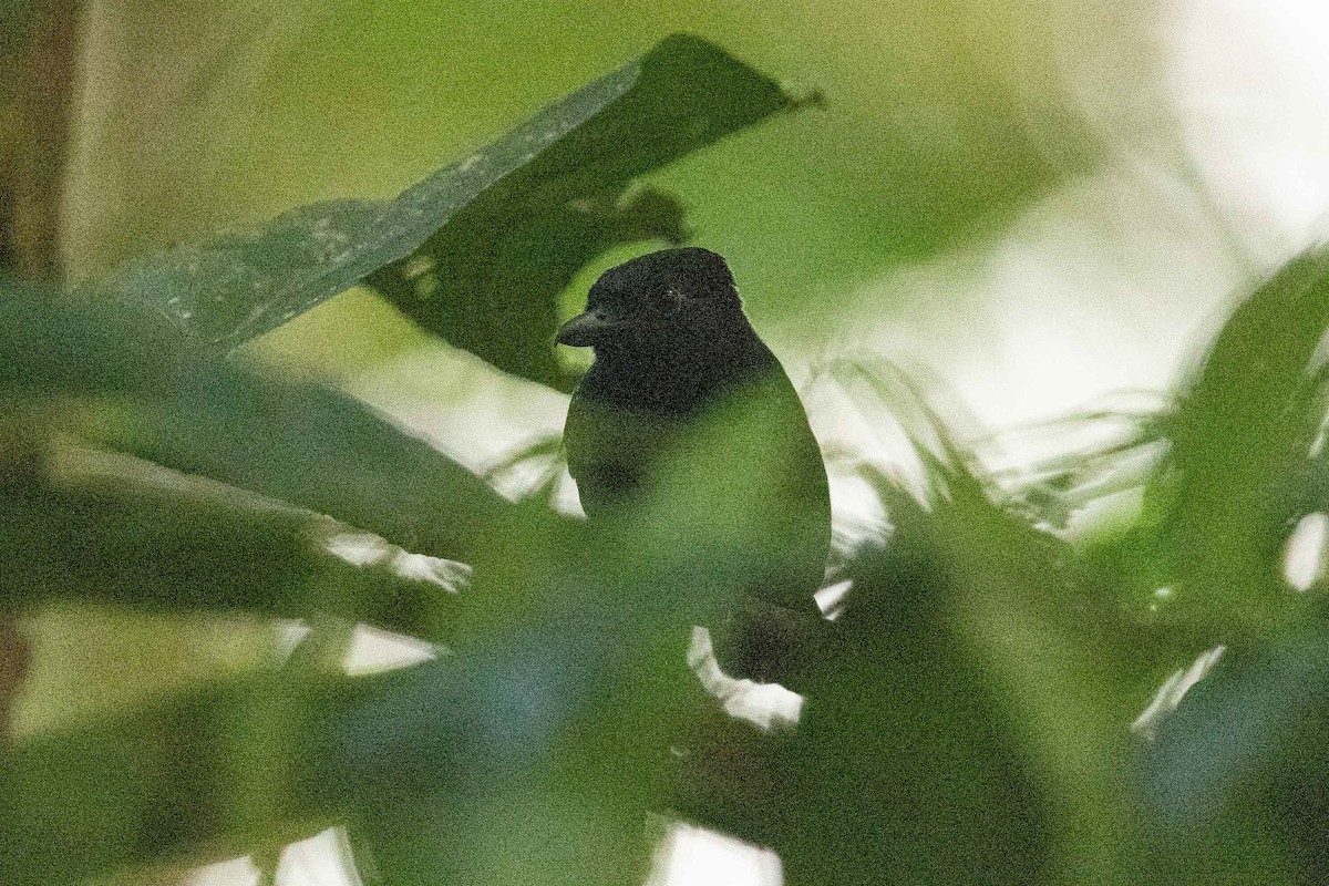 Chestnut-backed Antbird - ML632360870