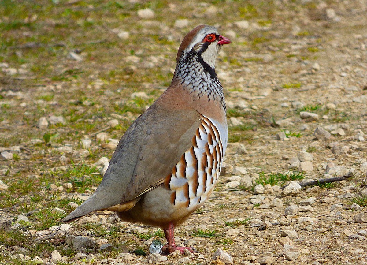 Red-legged Partridge - ML632360890