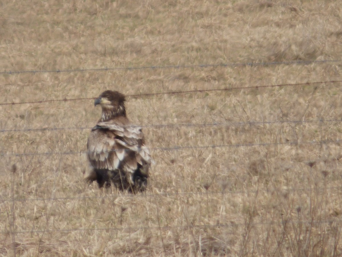 Bald Eagle - ML632360894