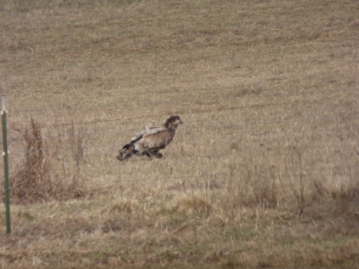 Bald Eagle - ML632360895