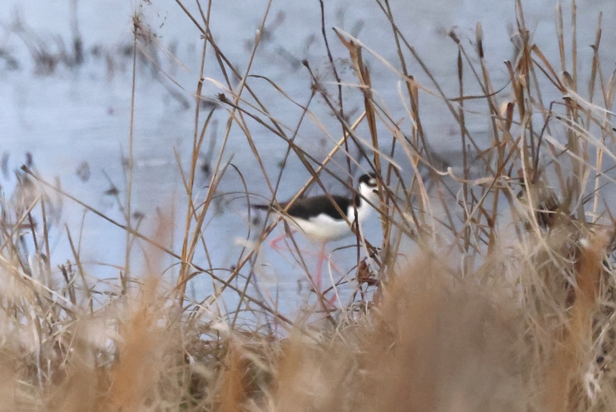 Black-necked Stilt - ML632361075
