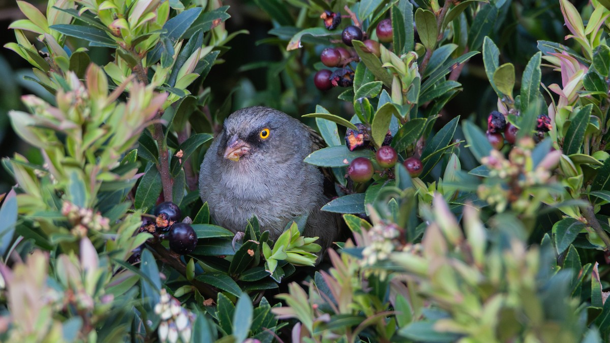 Volcano Junco - ML632361086