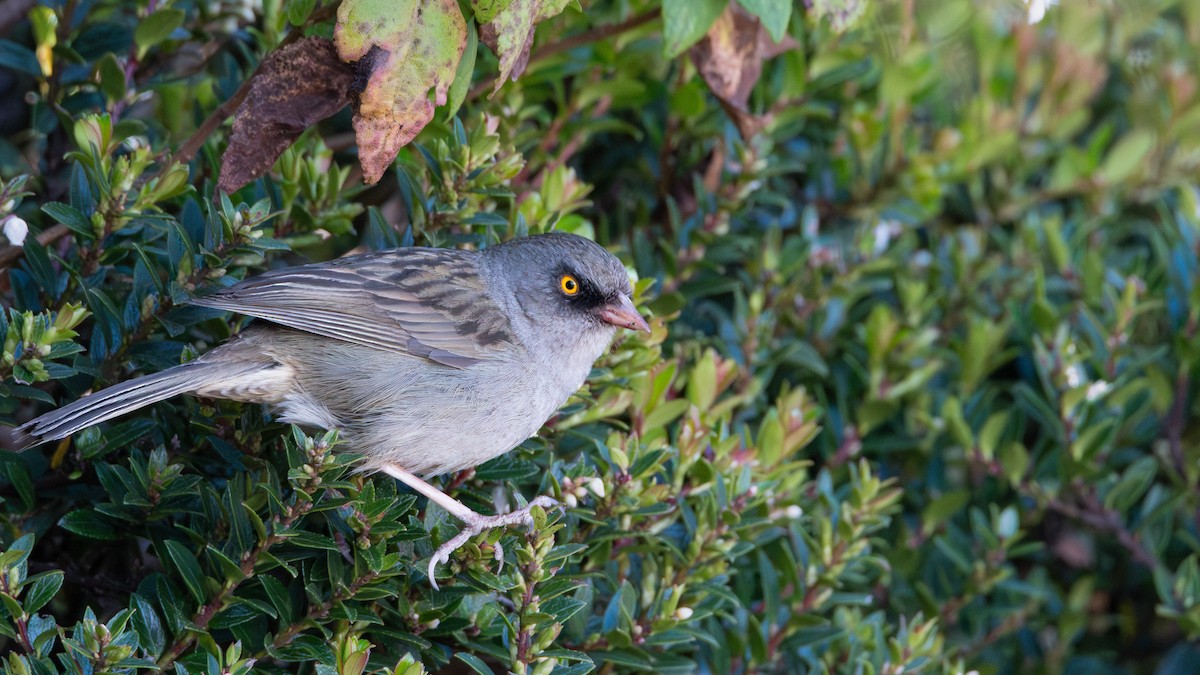 Volcano Junco - ML632361087