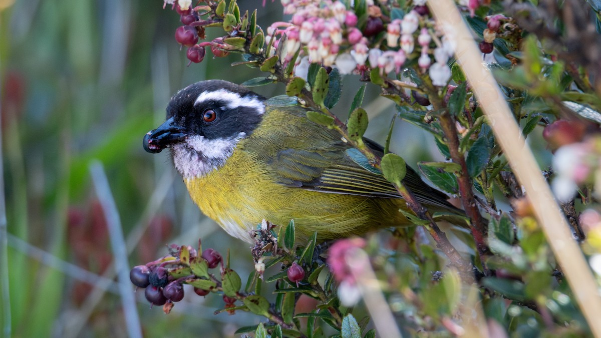 Sooty-capped Chlorospingus - ML632361096
