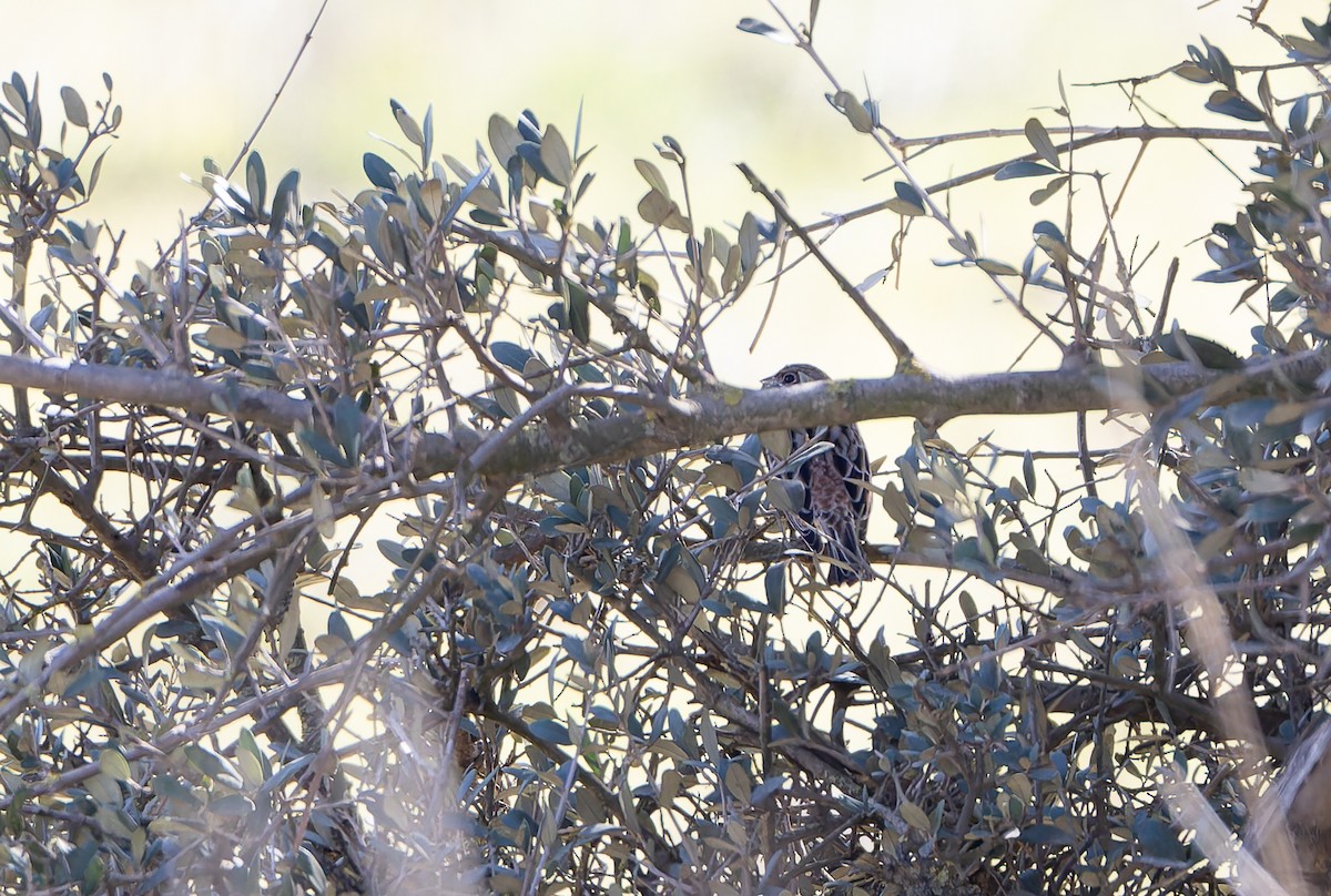 Pine Bunting - ML632361112