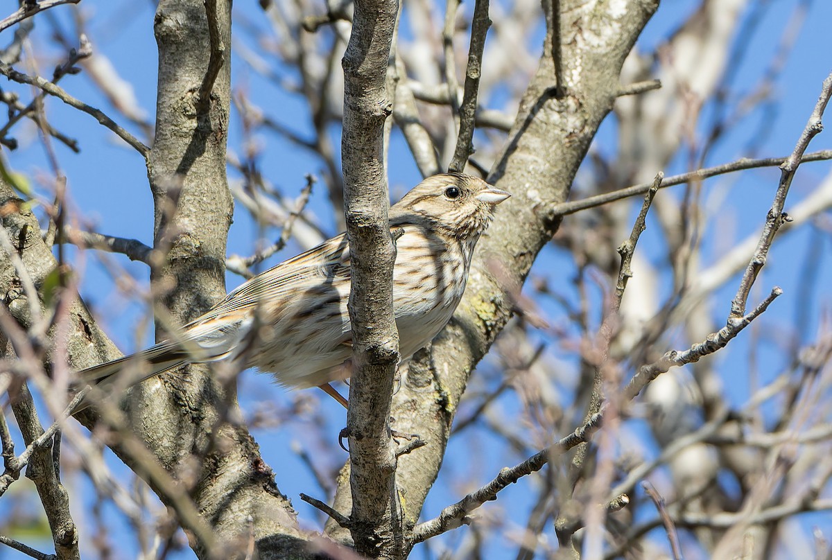 Pine Bunting - ML632361113