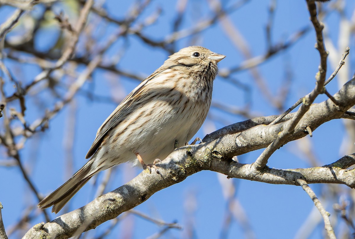 Pine Bunting - ML632361116