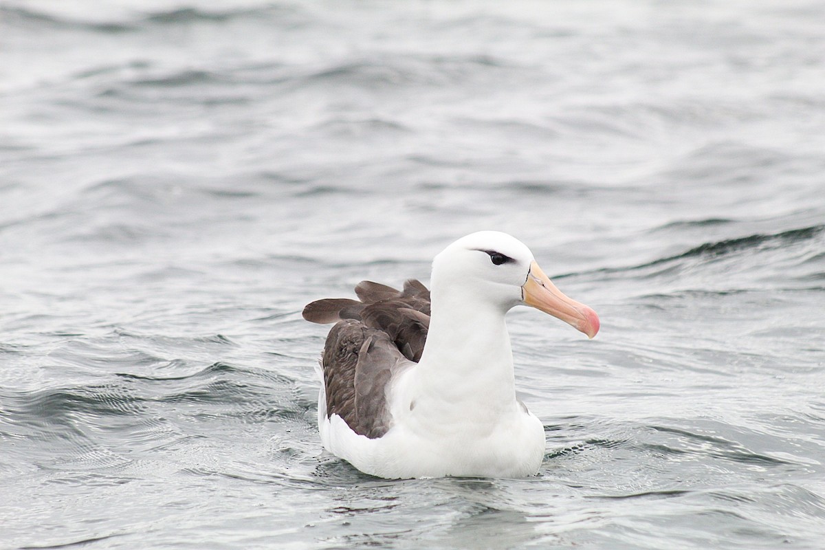 Black-browed Albatross - ML632361242