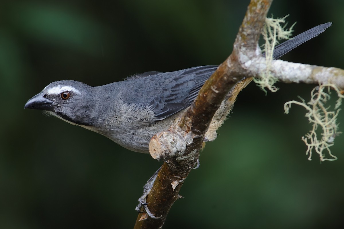Pepitero Grisáceo del Amazonas - ML632361247