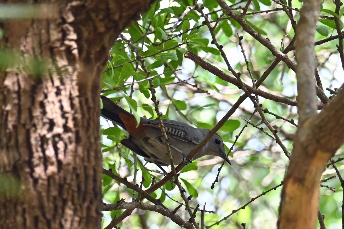 Gray Catbird - ML632361376